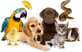 Круглий стіл 7 квітня “Проблеми імплементації міжнародних і регіональних стандартів захисту тварин в національне законодавство”